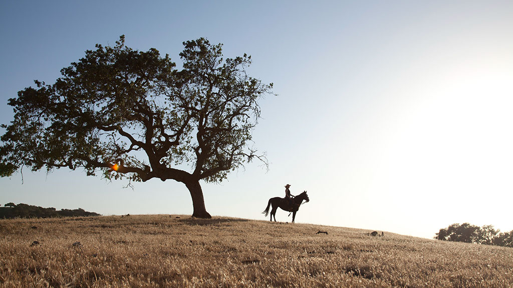 person on horseback on a hill with a large, lone tree in the background